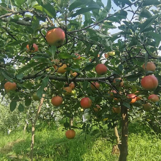 礼泉县嘎啦，脆甜，银凤桃水蜜桃甜