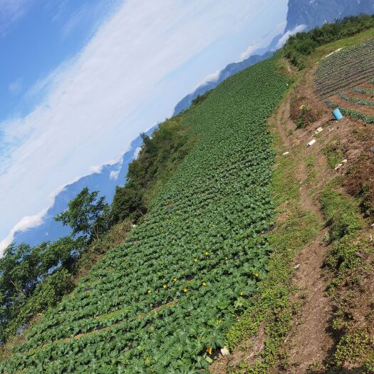 乐山三月瓜  西葫芦瓜种植基地