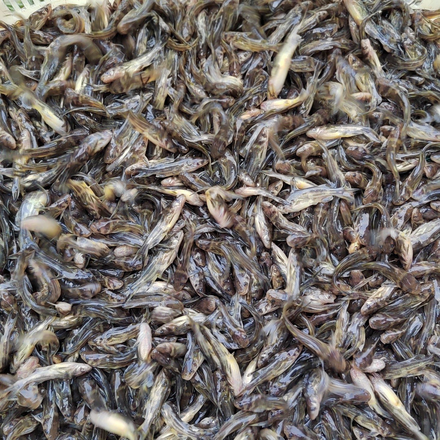 黄颡鱼苗，黄辣丁！