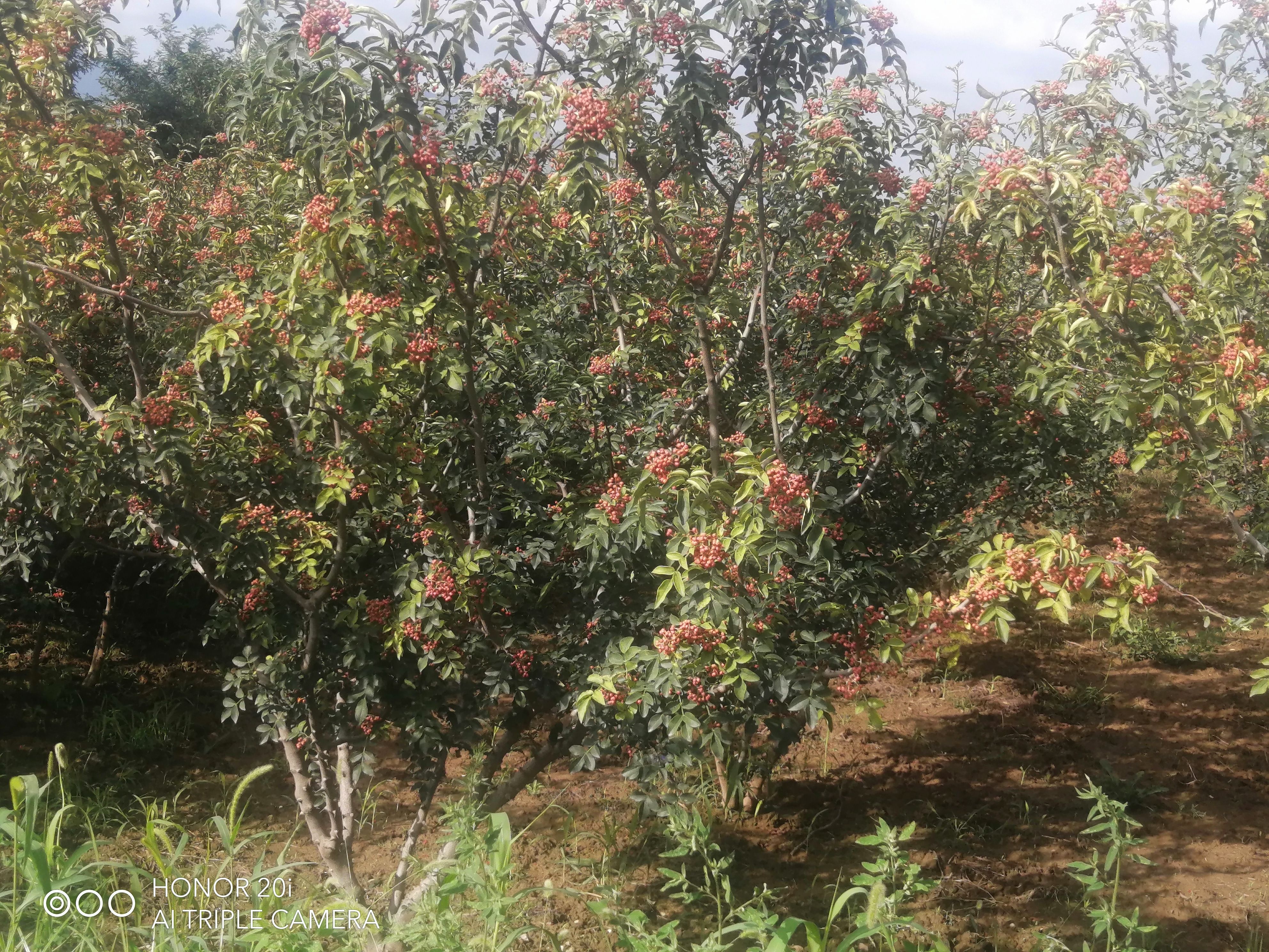 陕西新鲜大红袍花椒干，湿色红，味麻香浓。
