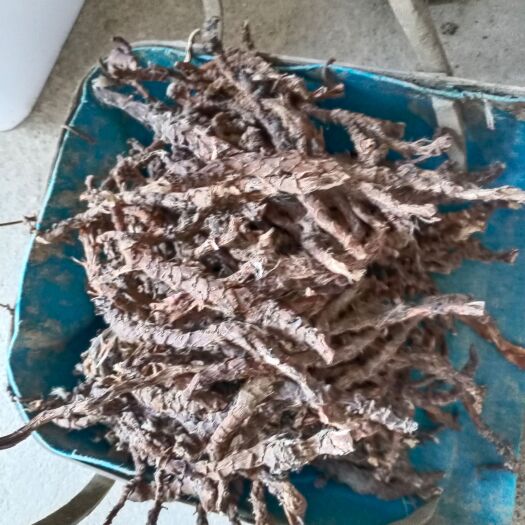 南昌石菖蒲，纯山里