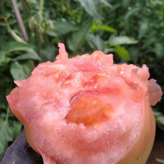 自主品牌旱地王蕃茄名品谷雨类蔬果粮食地沃土肥营养更全面口感甜