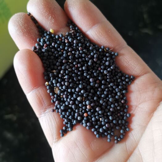 高邮市江苏油菜籽