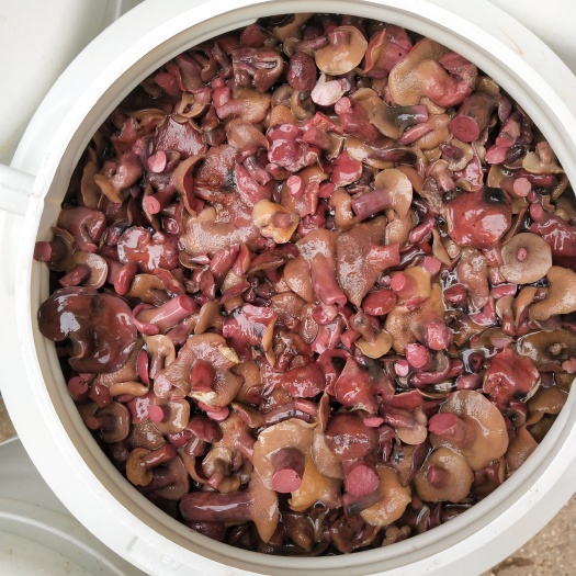巧家县美味牛肝菌 云南精品红乳牛肝菌 涮火锅必备 盐渍生菌 口感