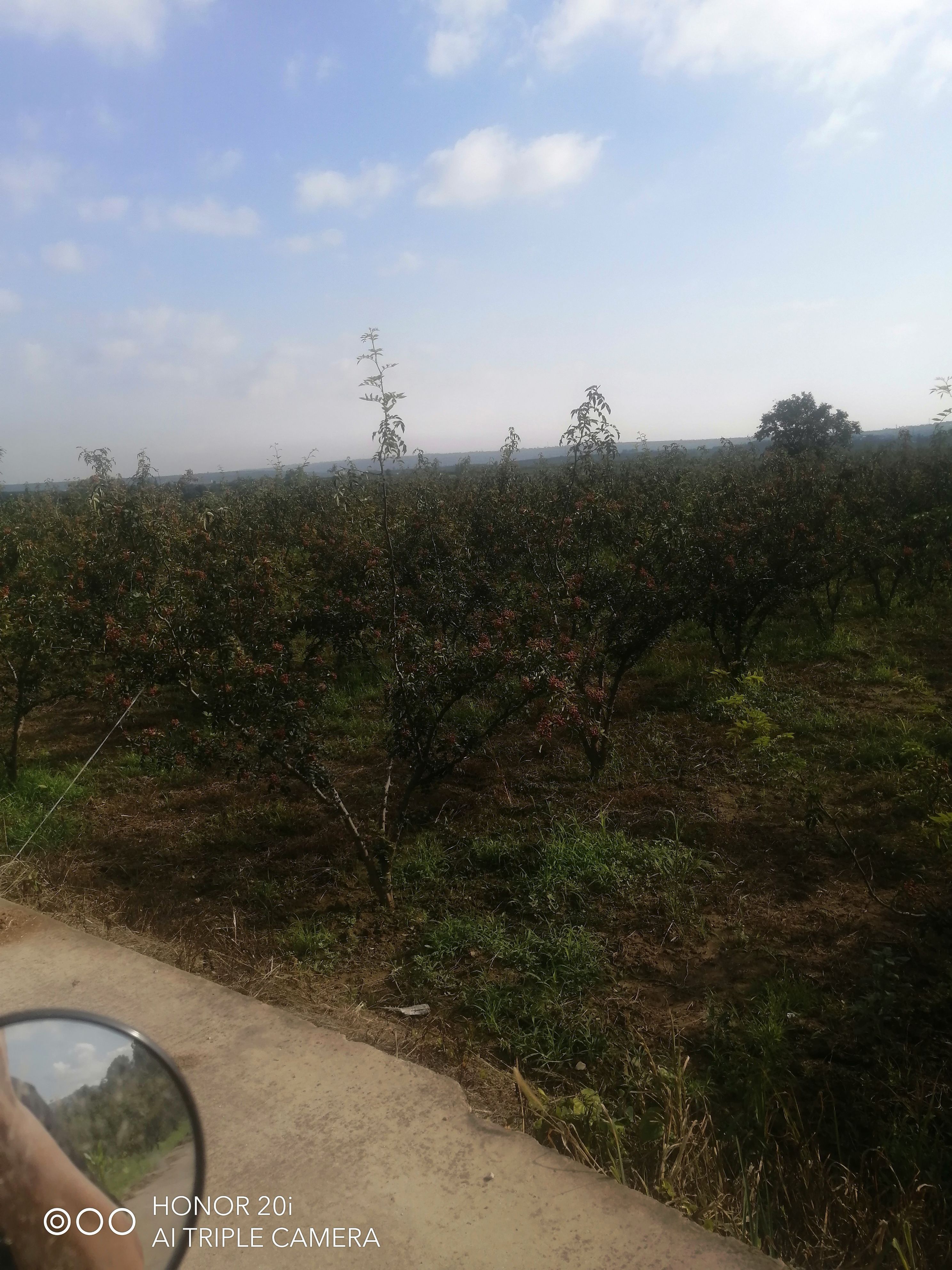 陕西新鲜大红袍花椒干，湿色红，味麻香浓。