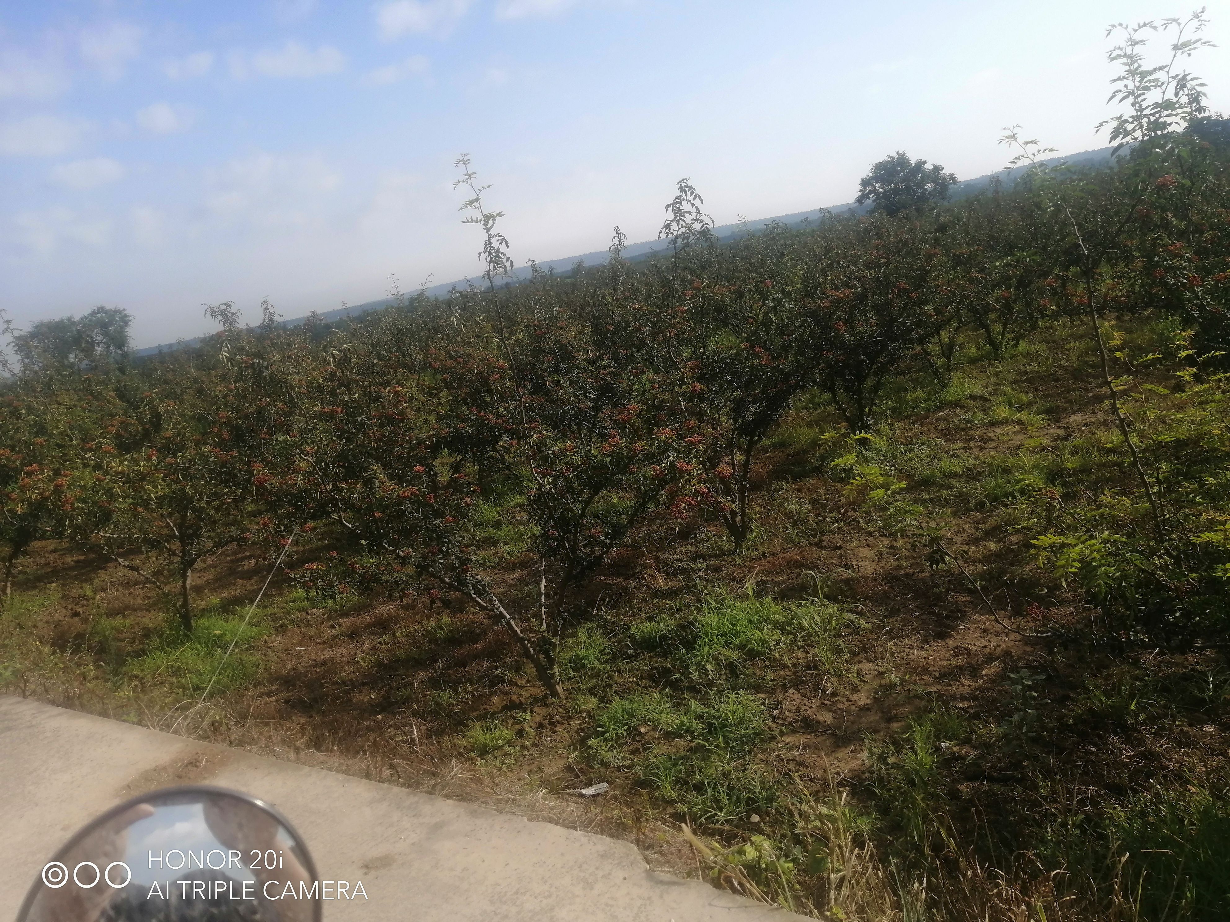 陕西新鲜大红袍花椒干，湿色红，味麻香浓。