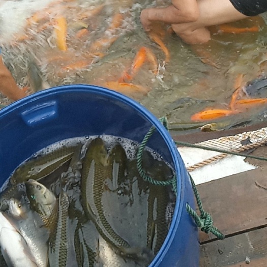 草鱼