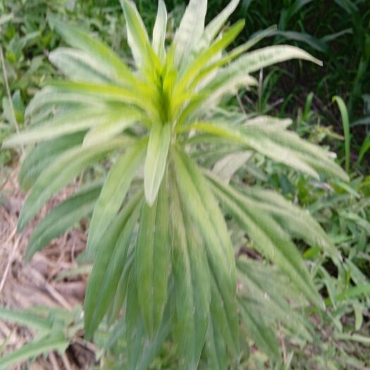 莘县中药材，飞蓬草，，纯手工挑选，无杂质