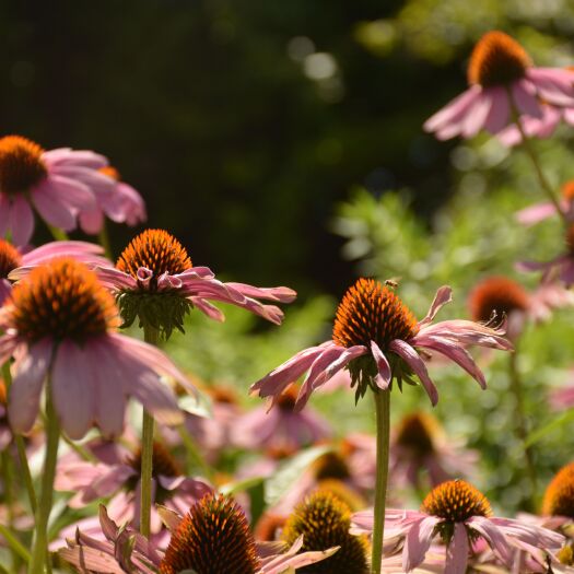 抚顺县松果菊观赏菊花