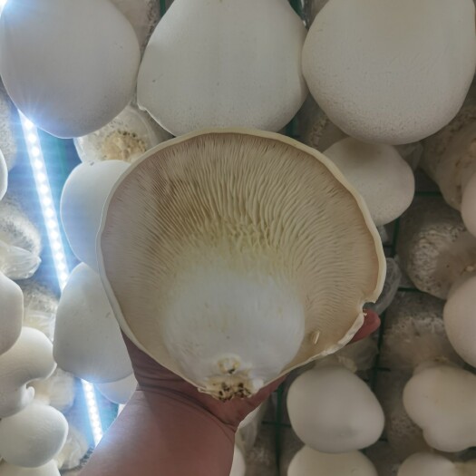 行唐县食药两用的菌中皇后-白灵菇