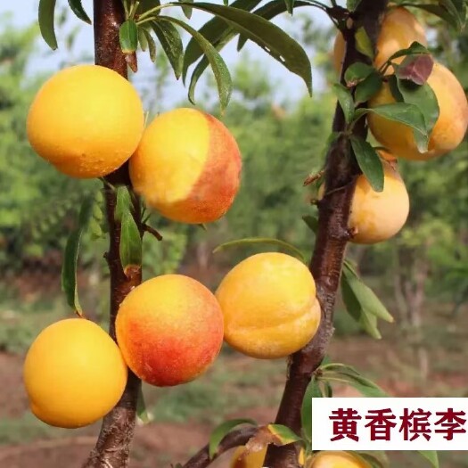 上蔡县精品黄桃