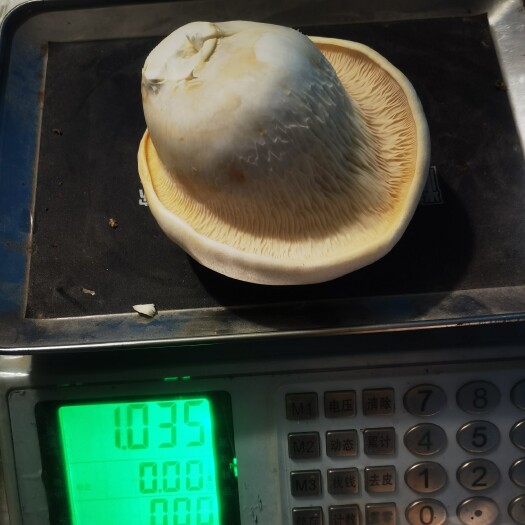 行唐县白灵菇中的天花板