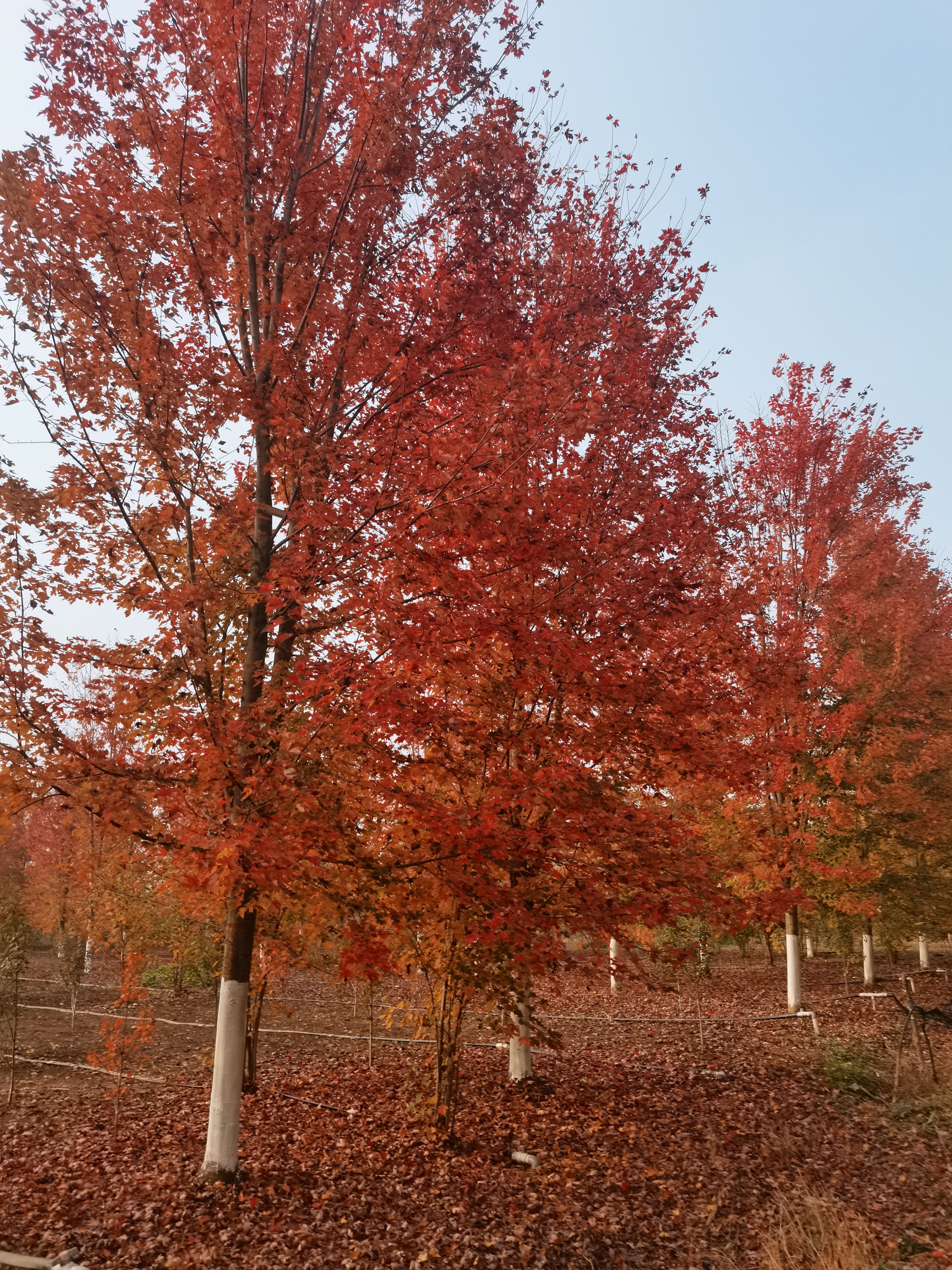 邳州市美國紅楓秋火焰，紅點紅楓，十月光輝，規格齊全