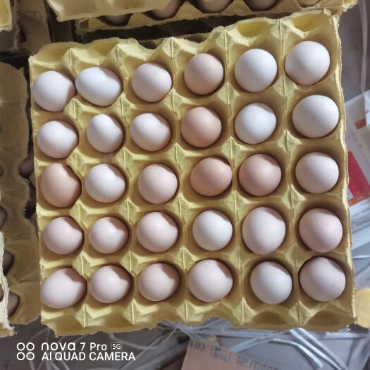 菏泽农三，粉壳蛋