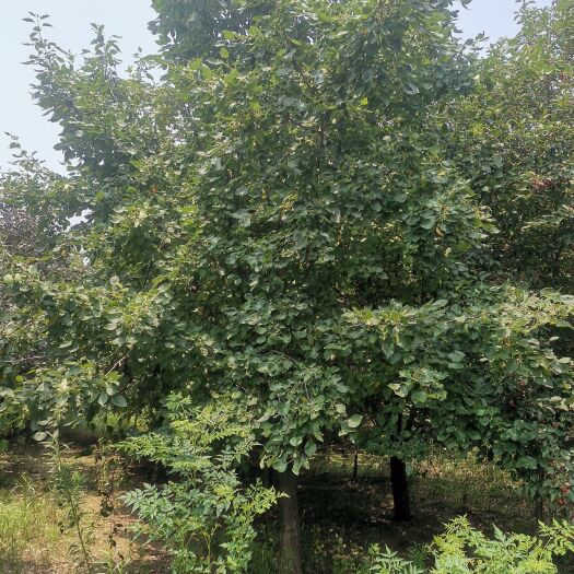 冠县大量出售12到18公分，杜梨树，价格面议