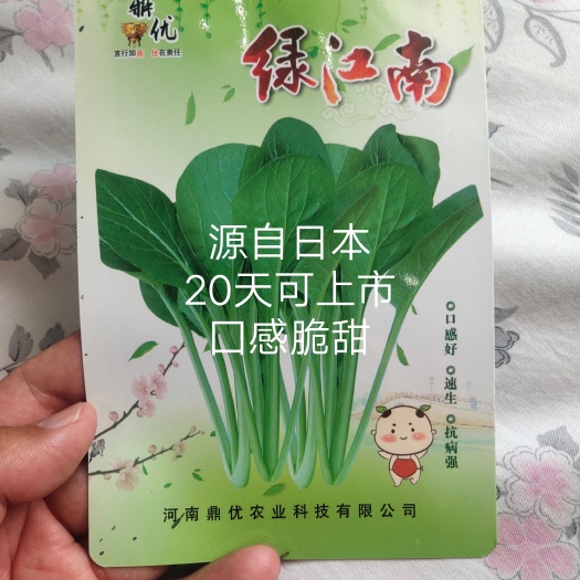 扶沟县绿江南速生小白菜种子叶菜种子无毛无刺无筋耐低温耐湿热囗感