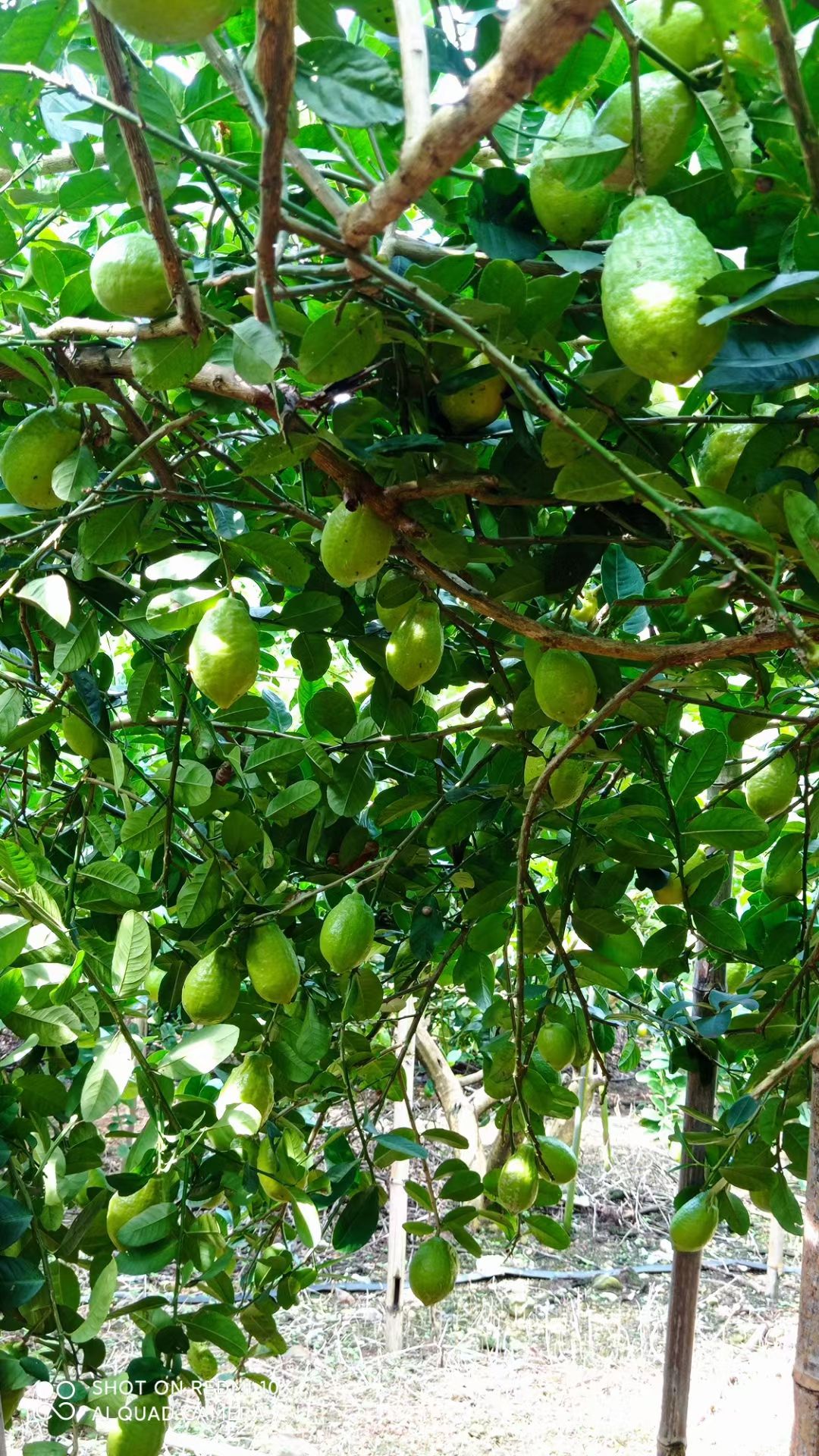 广东香水柠檬