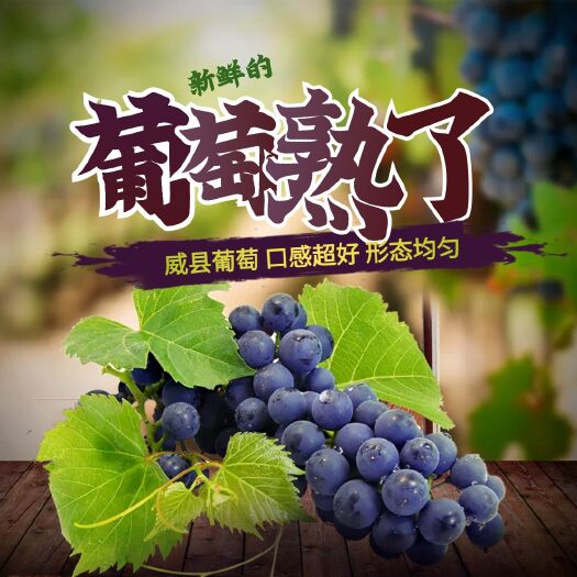 威县威县葡萄，糖分高，果肉多，口感好，串均匀，交通便利，