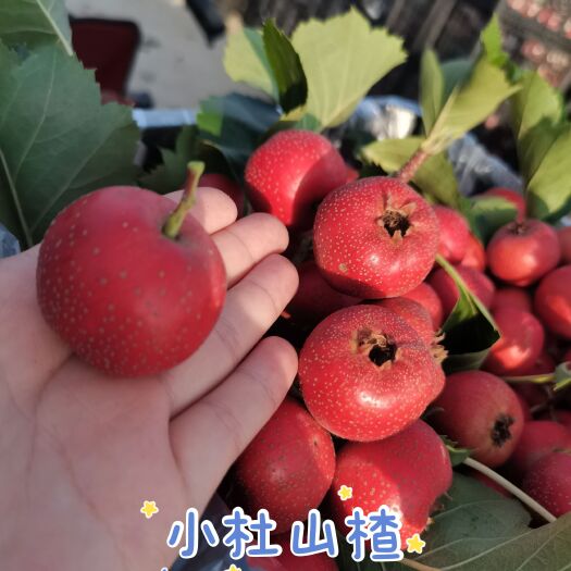 闻喜县山楂
