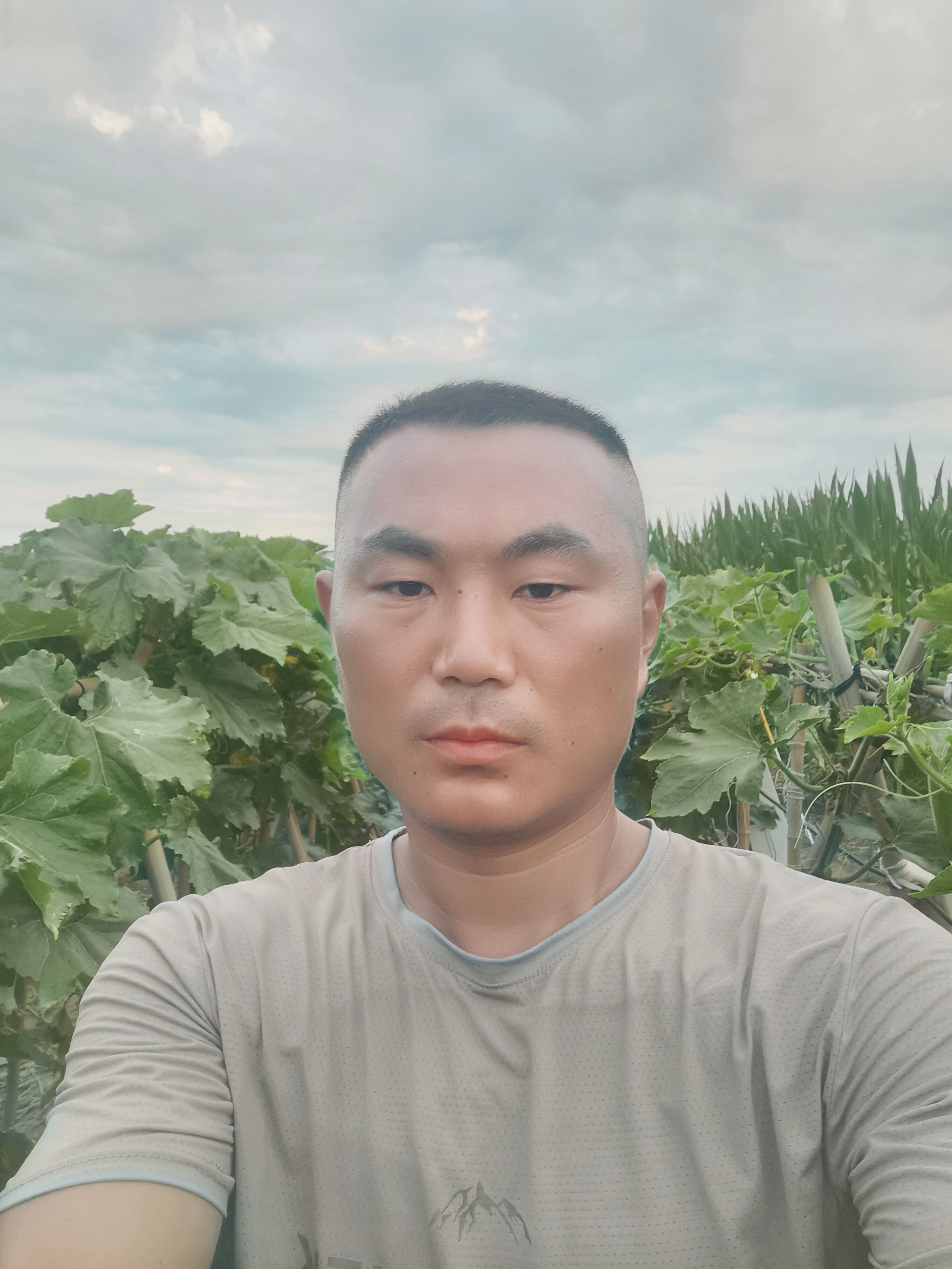 冬瓜 黑皮冬瓜 吊冬瓜地冬瓜