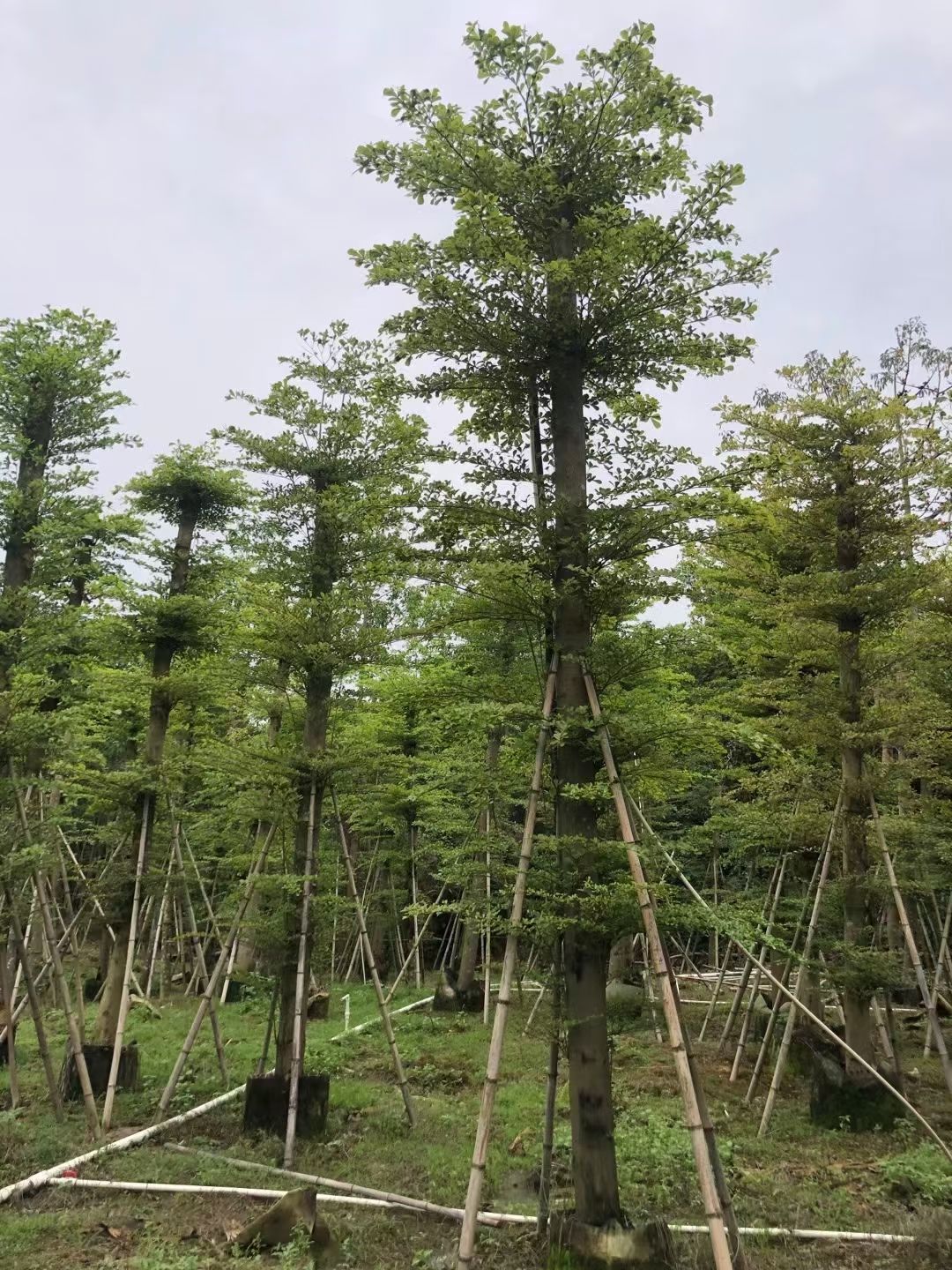 小叶榄仁15-20分