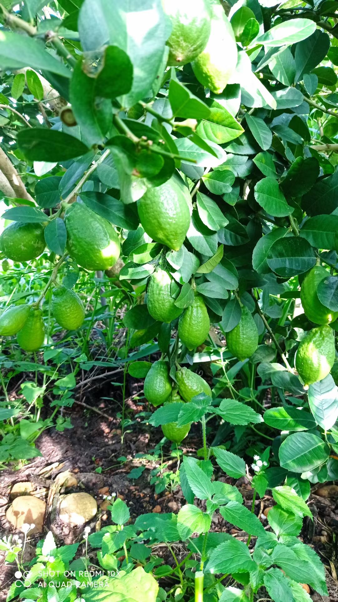 广东香水柠檬