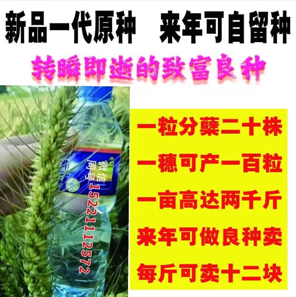 天和豐收種業(yè)