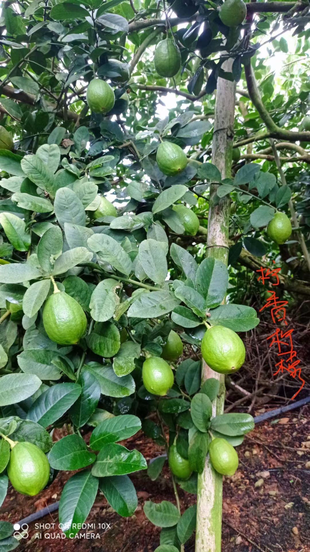 广东香水柠檬