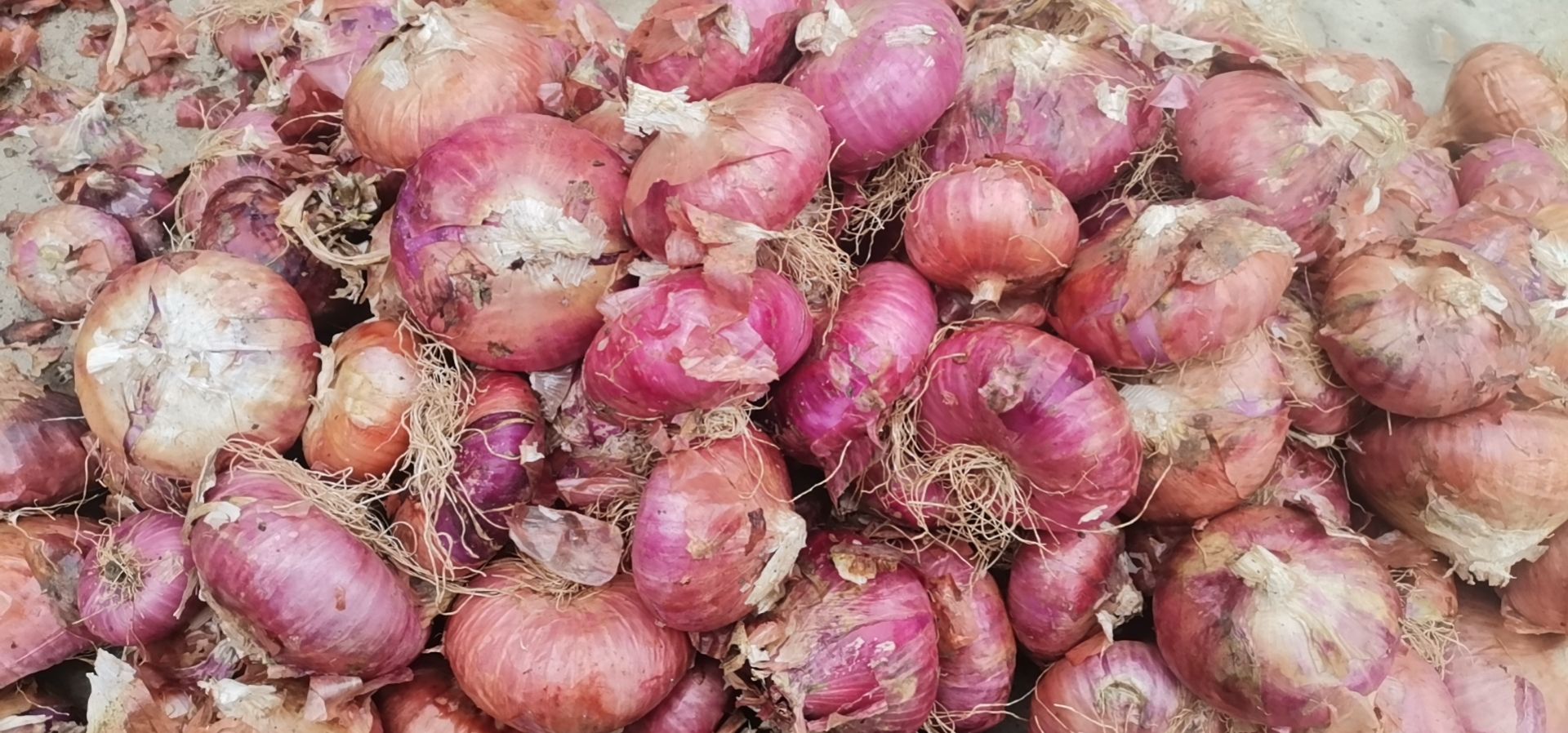 红皮洋葱六十万斤左右