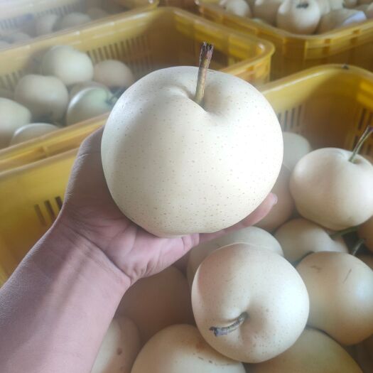广宗县梨