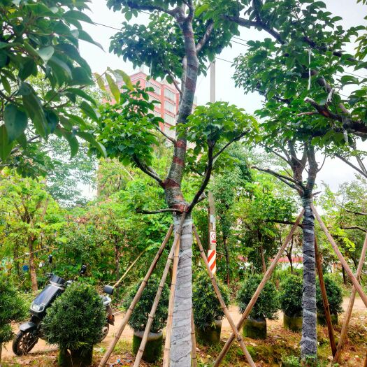 秋枫15-20分大骨架
