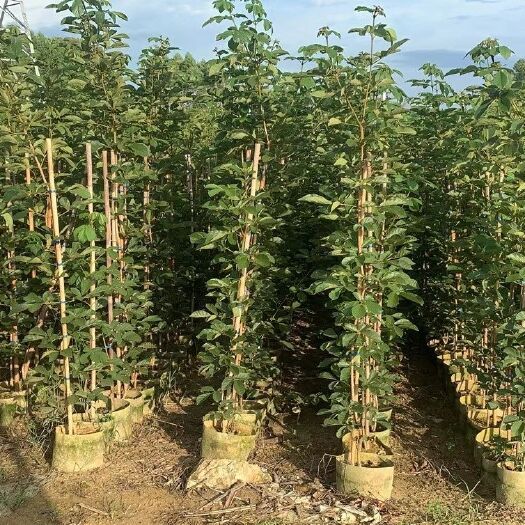 普宁市多花黄花风铃木1米-2.5米