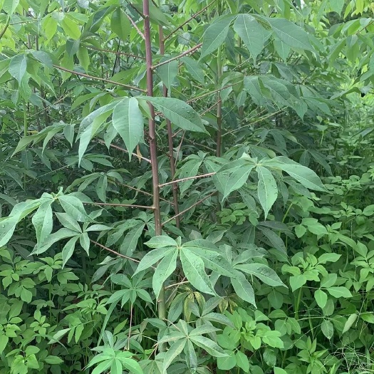 美丽异木棉  大腹木棉1米-2.5米