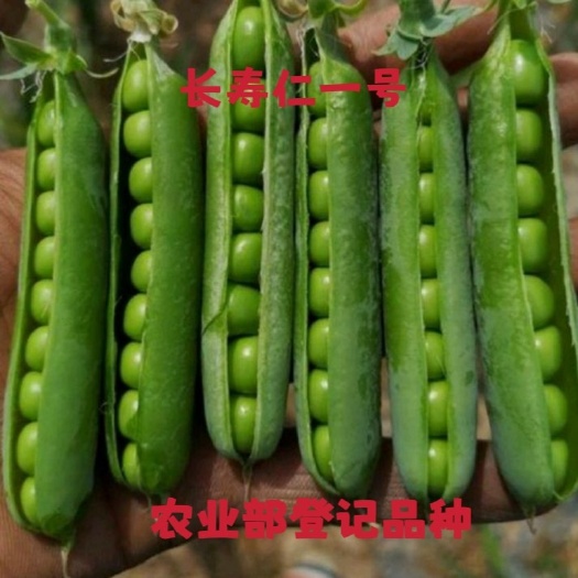 农业部登记长寿仁豌豆种子甜脆豌种子硬荚高架豌豆种子