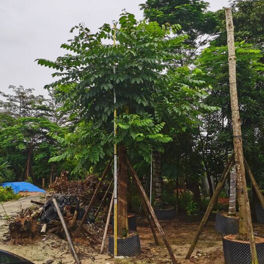 普宁市火焰木15-25分