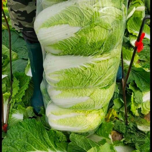 子洲县陕北黄心大白菜
