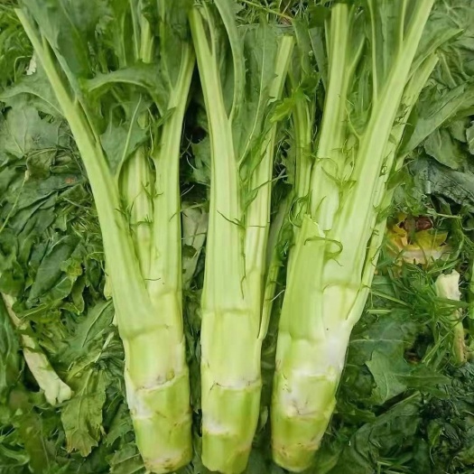 芥菜种子 花叶棒菜种子高海拔地带推荐品种节间稀无腋芽