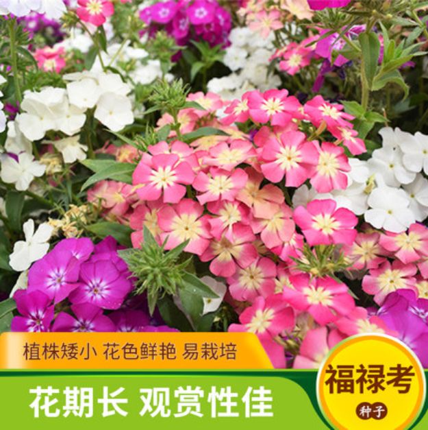 沭阳县福禄考种子多年生宿根花卉天蓝绣球种子庭院种植室外打造花海耐寒