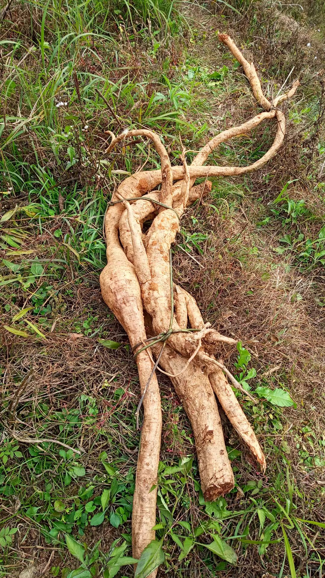 融水苗族自治县大苗山深山老林天然葛根