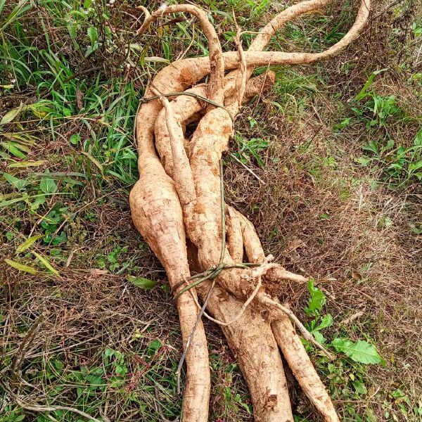 大苗山深山老林天然葛根煲汤好料