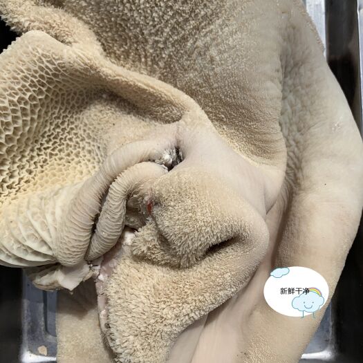 新鲜牛肚 八成熟牛肚 牛净肚 生肚 牛杂