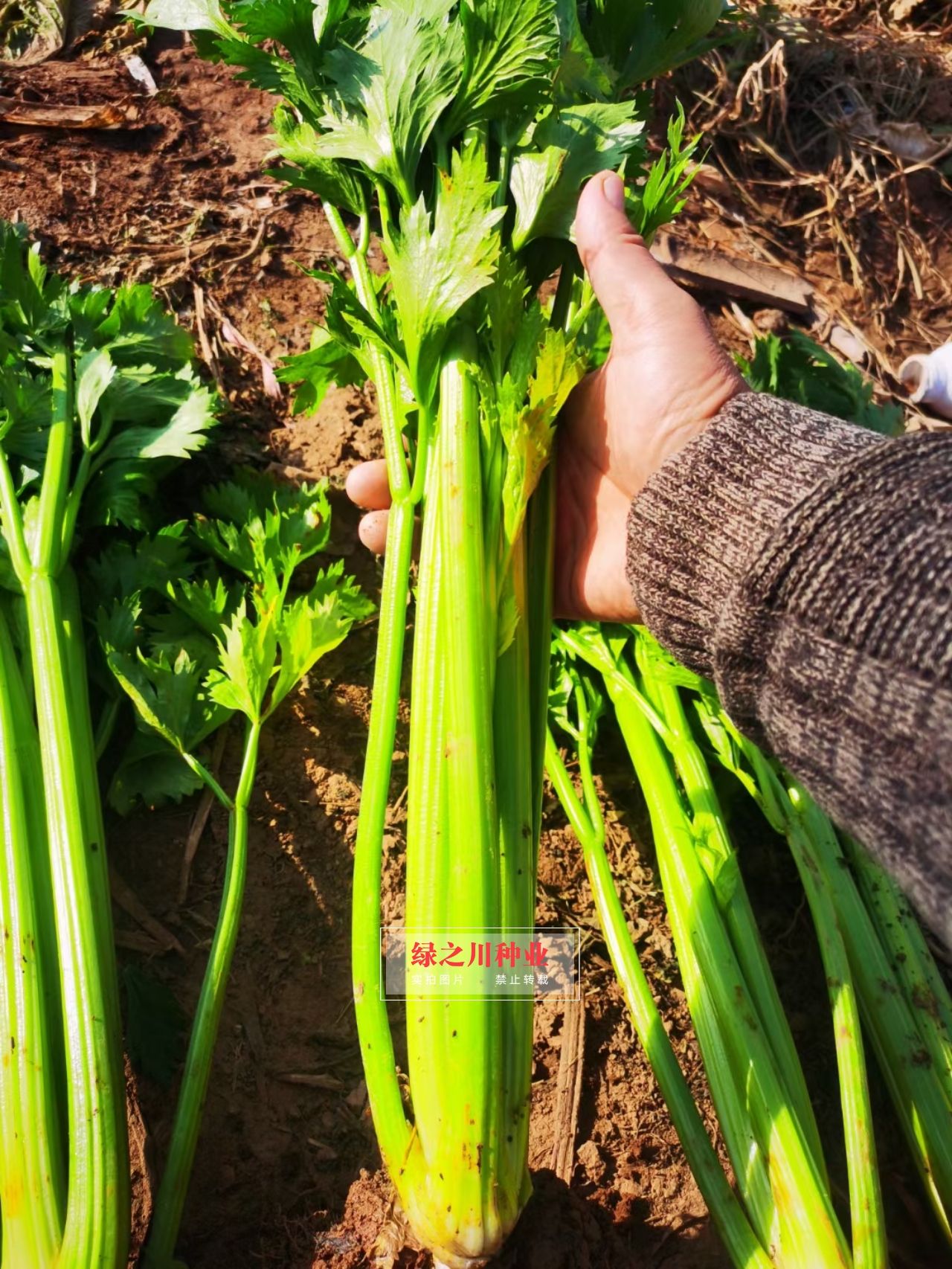 皇后西芹种子 法国引进品种选育芹菜种子 实心有光泽叶柄黄绿色