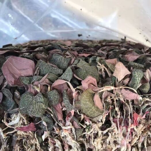 福建特产 林下种植金线莲  养生精品