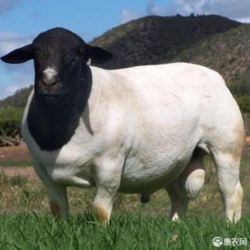 宿州黑头杜泊绵羊，肉羊生长快出肉率高种公种母羊技术跟踪服务