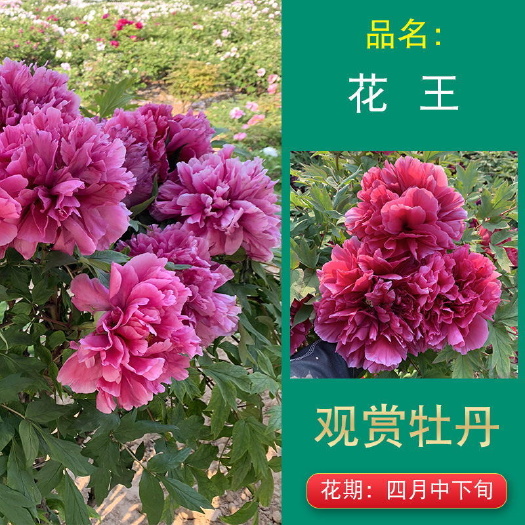 菏泽花王牡丹日本品种 花大色鲜艳花朵硕大花王生长健壮开花周期长