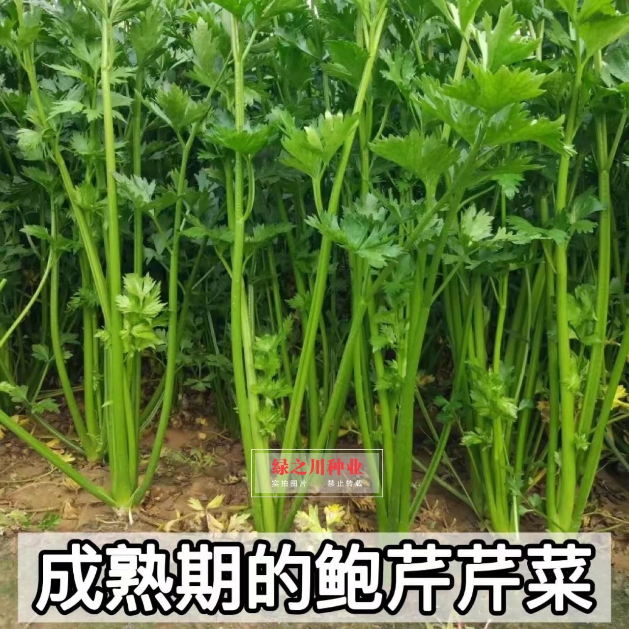 鲍芹种子芹菜品种 入口香脆微甘色泽翠绿叶柄嫩黄 芹芯生食