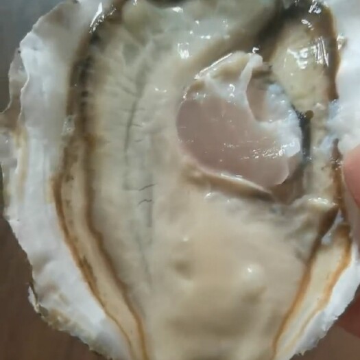 乳山市乳山精选生蚝三倍体