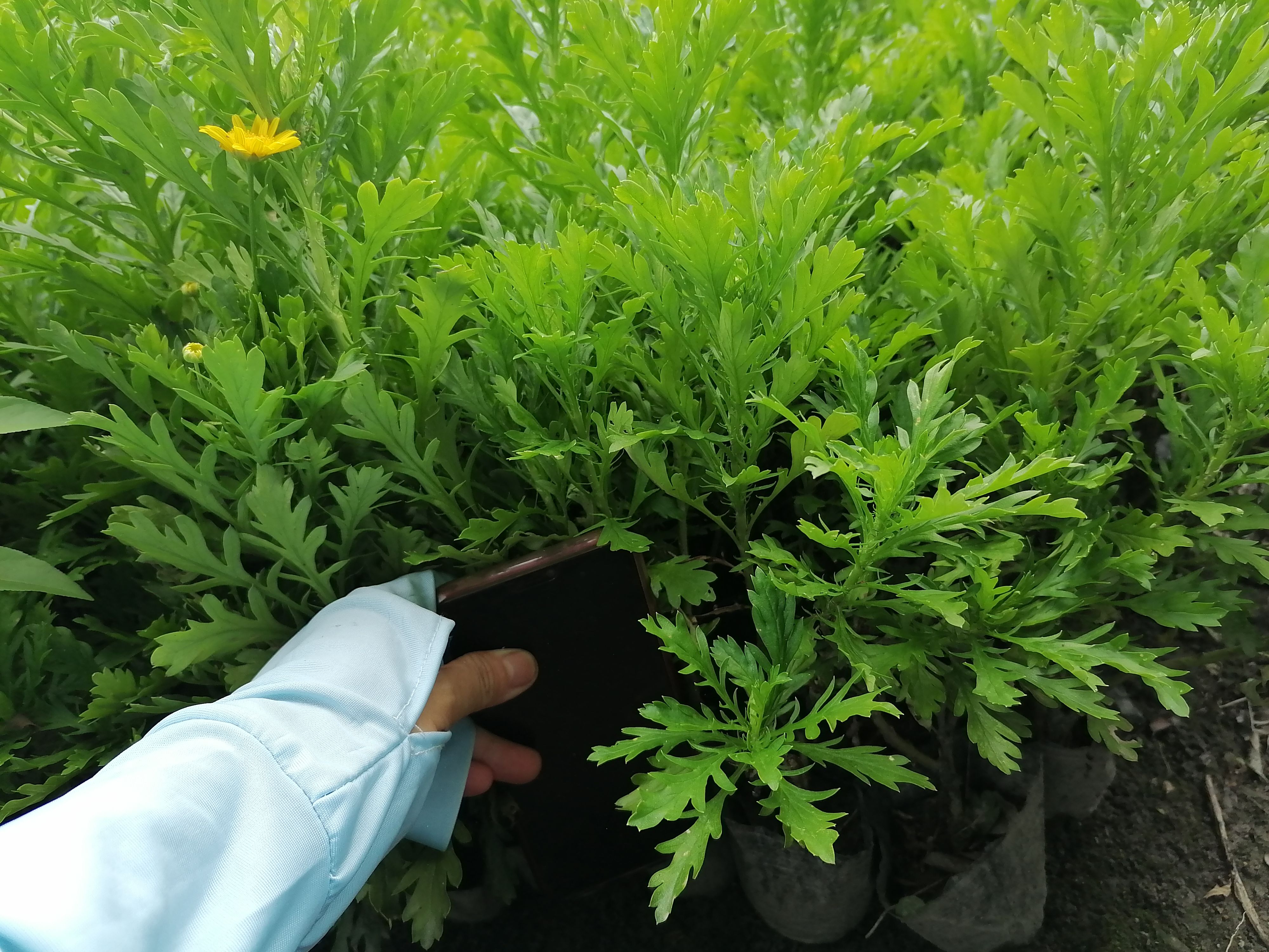 木春菊批发基地，木春菊出售价格，黄金菊均匀