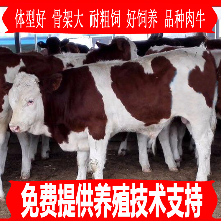 梁山县西门塔尔牛犊 肉牛犊 活牛出售