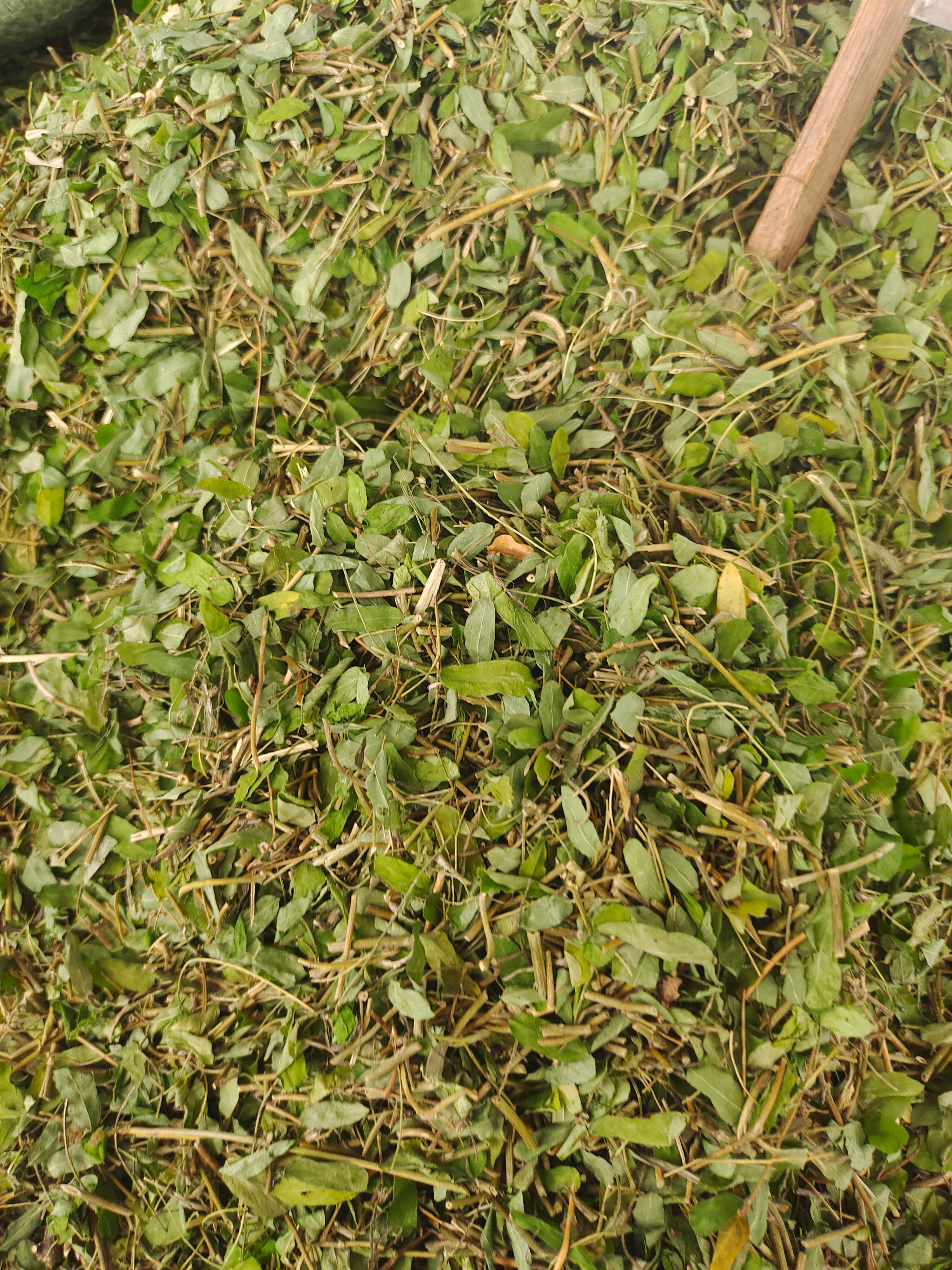 甜鸡骨草叶中草药 鸡骨草 干藤 鸡骨草叶子 相思叶 批发